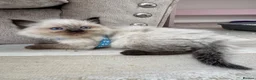 Ragdoll cats for sale: Ragdoll kittens for sale  in Brentwood - Advert 3