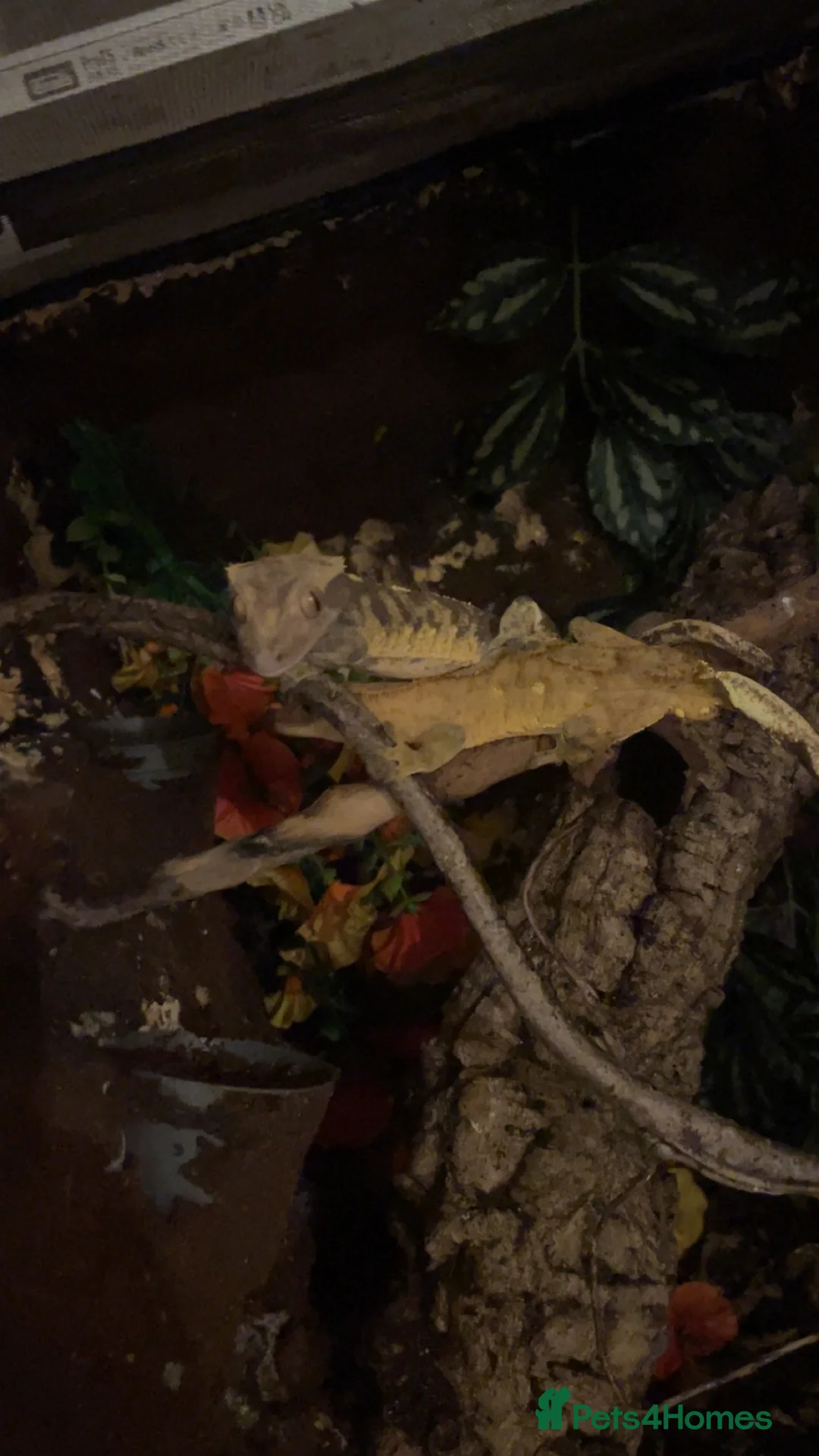 Mixed Breed rabbits for sale: Crested Geckos - Advert 2