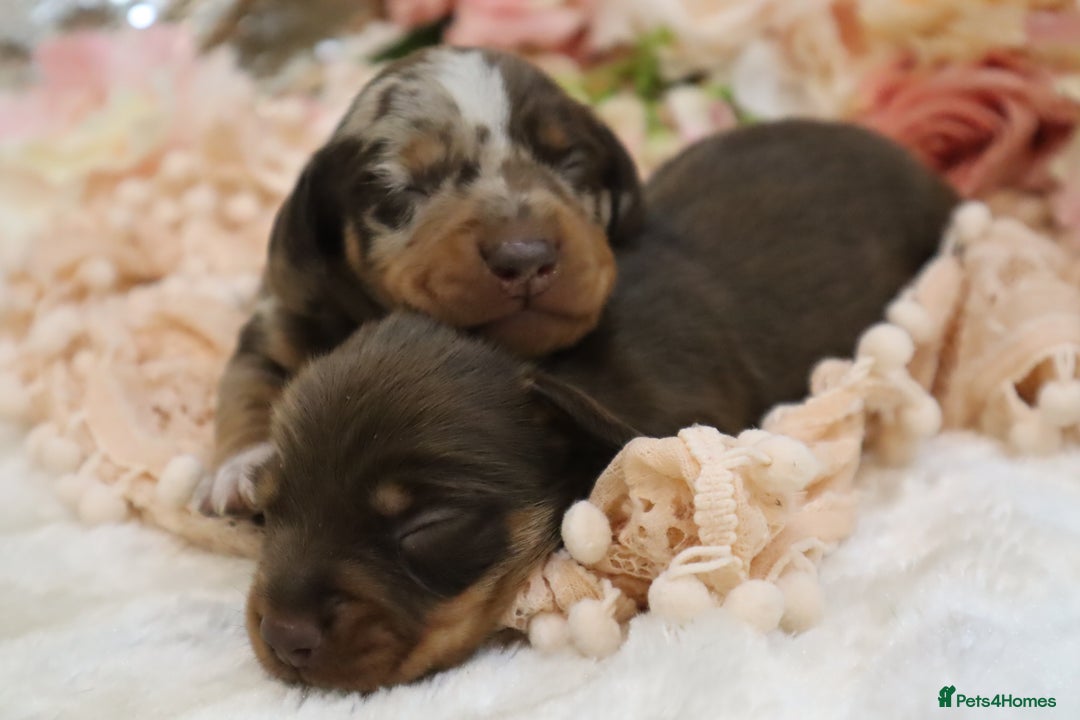 Miniature Dachshund dogs for sale: KC Miniature Dachshund Puppies - Image 9