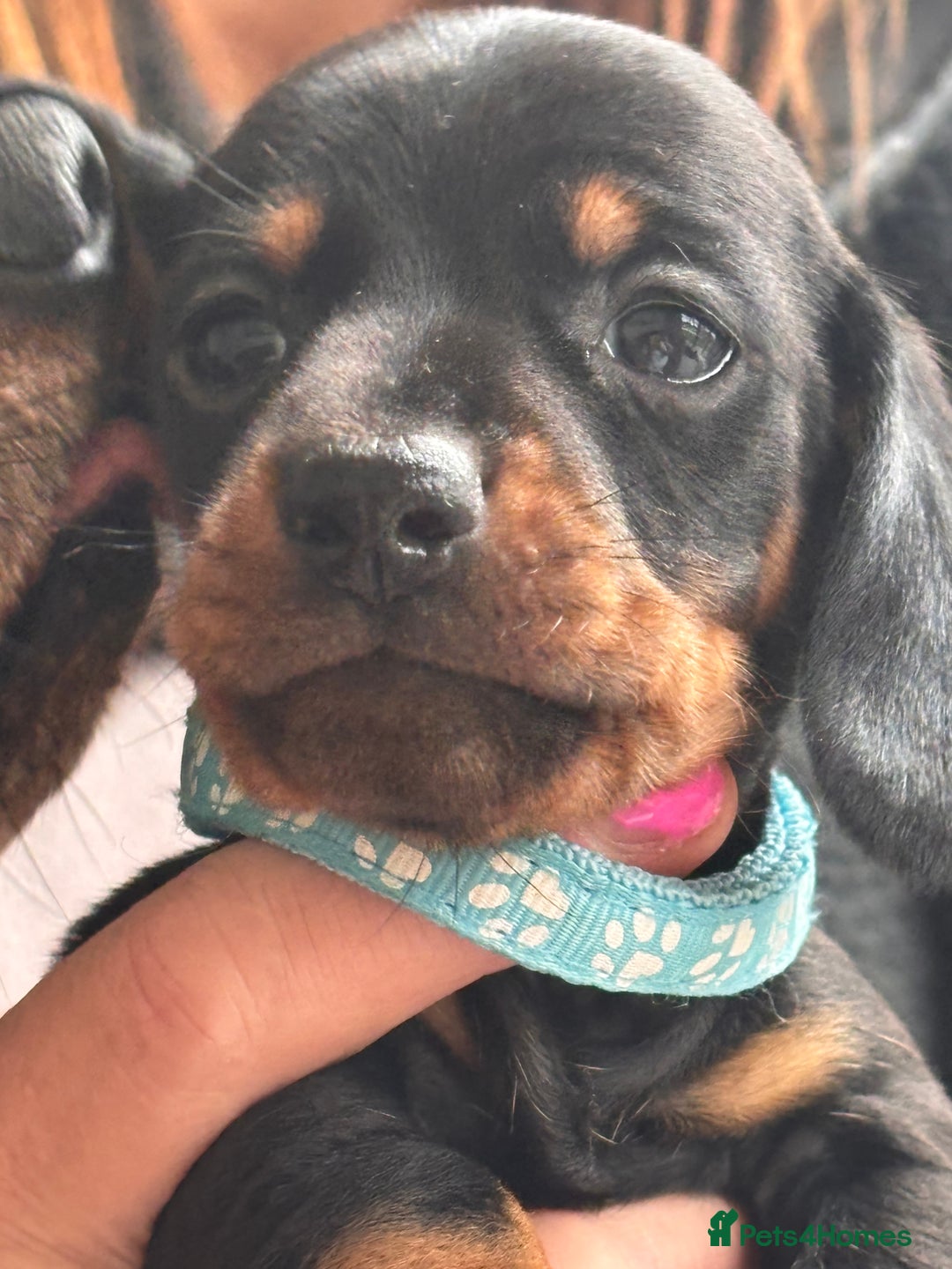 Miniature Dachshund dogs for sale: Black & Tan Minature Dachund - Advert 11