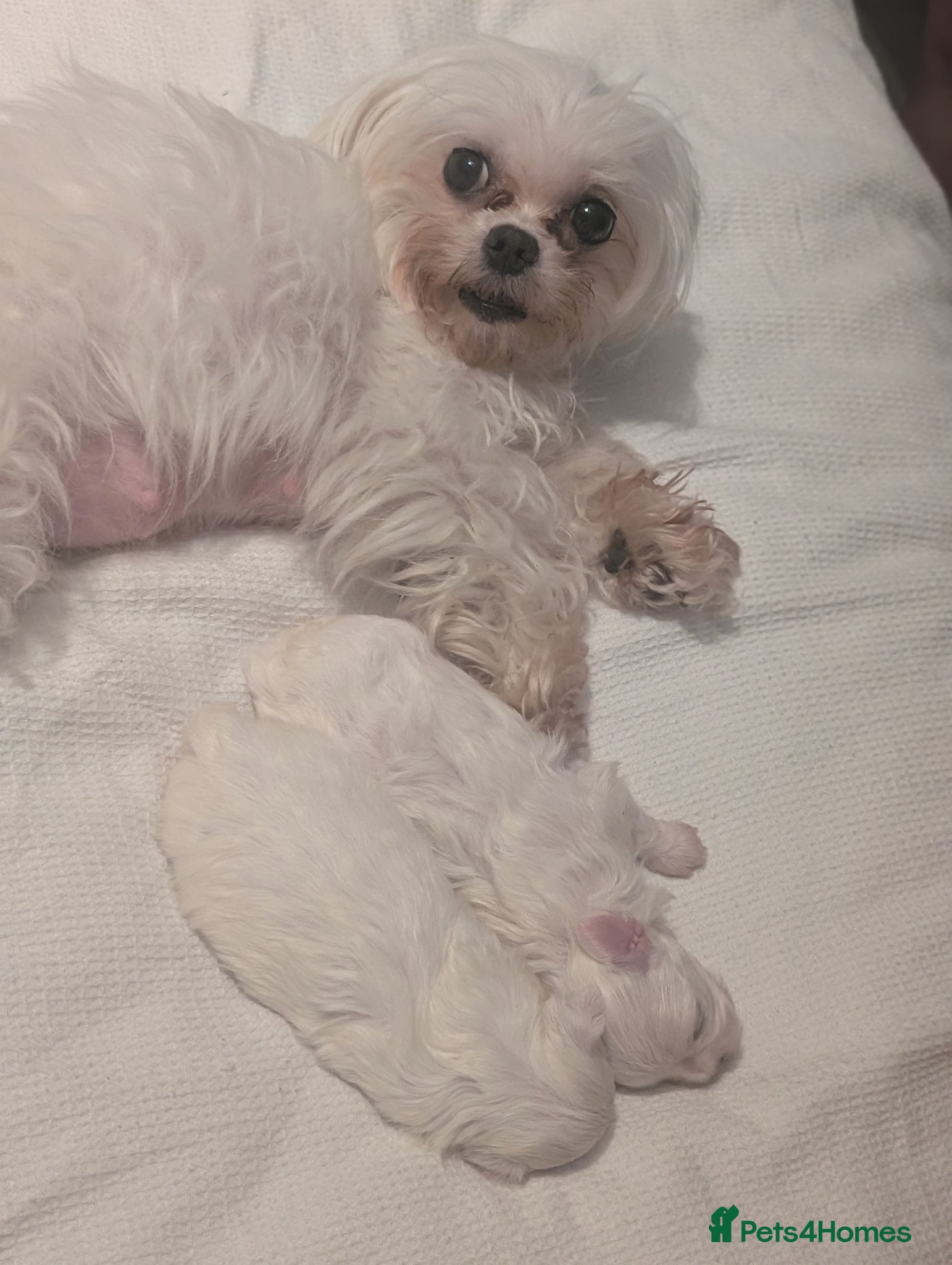 Maltese dogs 2 beautiful micro maltese  - Advert 1