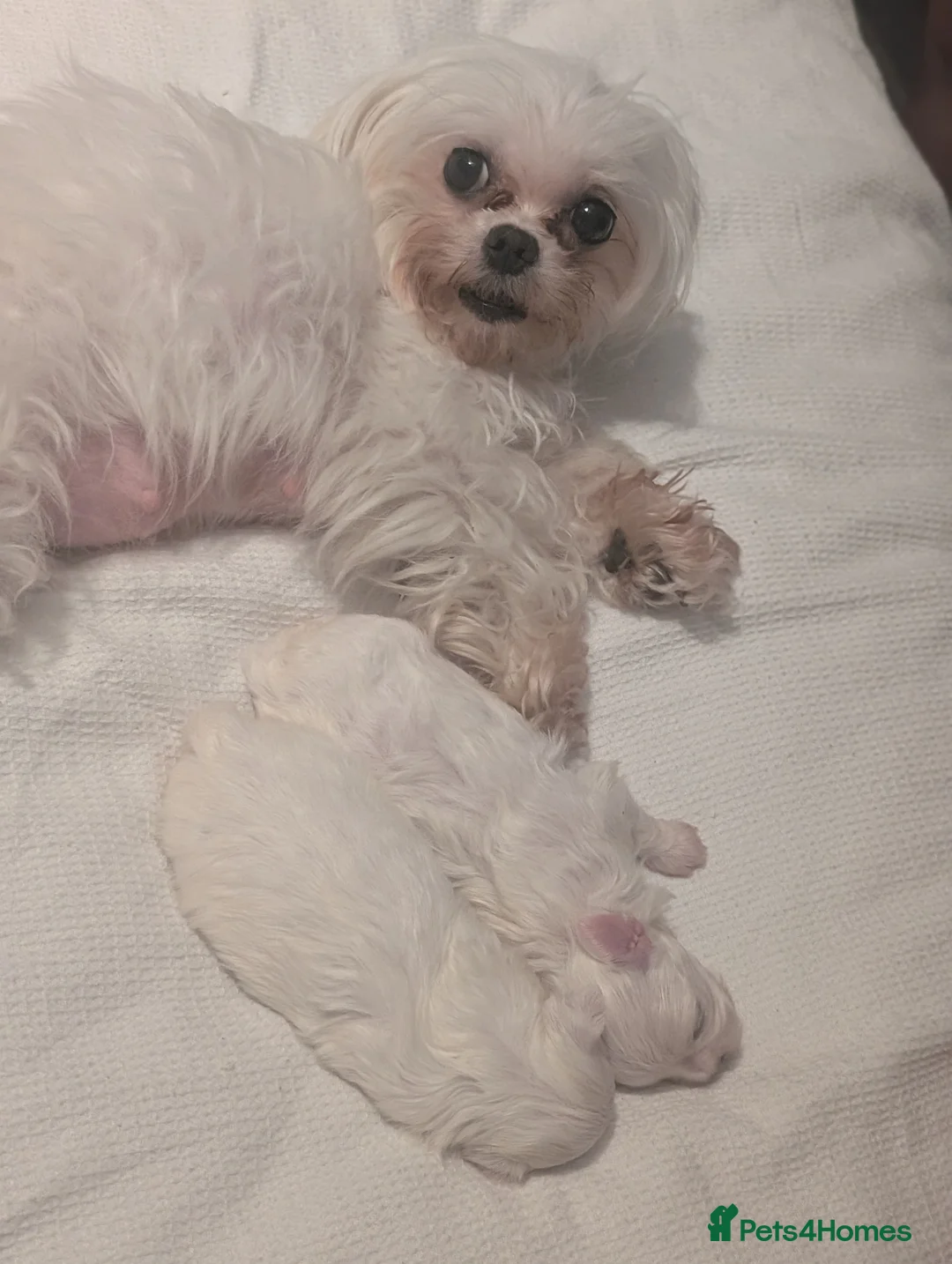 Maltese dogs for sale: 2 beautiful micro maltese  - Advert 1