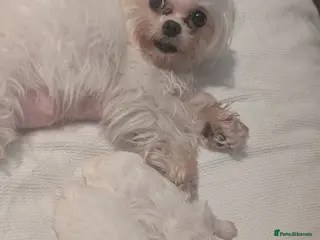 Maltese dogs 2 beautiful micro maltese - Advert 1