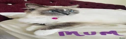Ragdoll cats for sale: Beautiful GCCF Lilac/Blue Mitted kittens 🥇🐾 - Advert 10