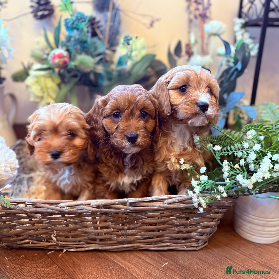 Cavapoo dogs for sale: Health tested toy cavapoo boys - Advert 12