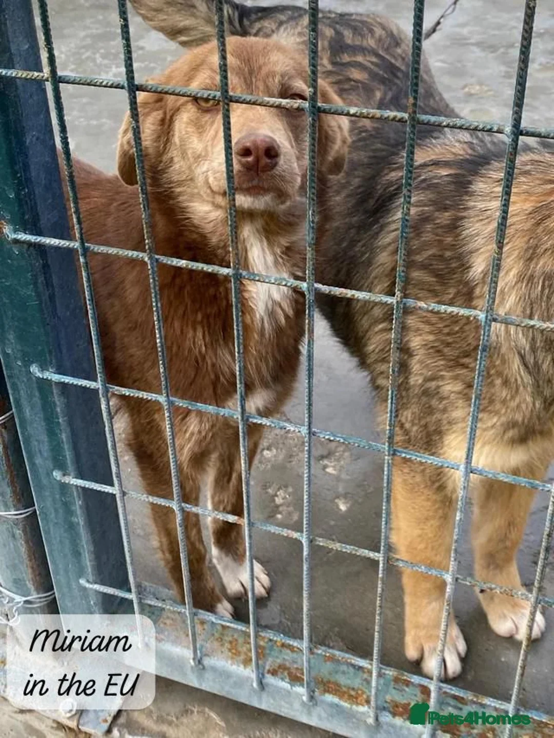 Mixed Breed dogs for adoption: Miriam, 14 months approx. Available for adoption.. - Advert 11