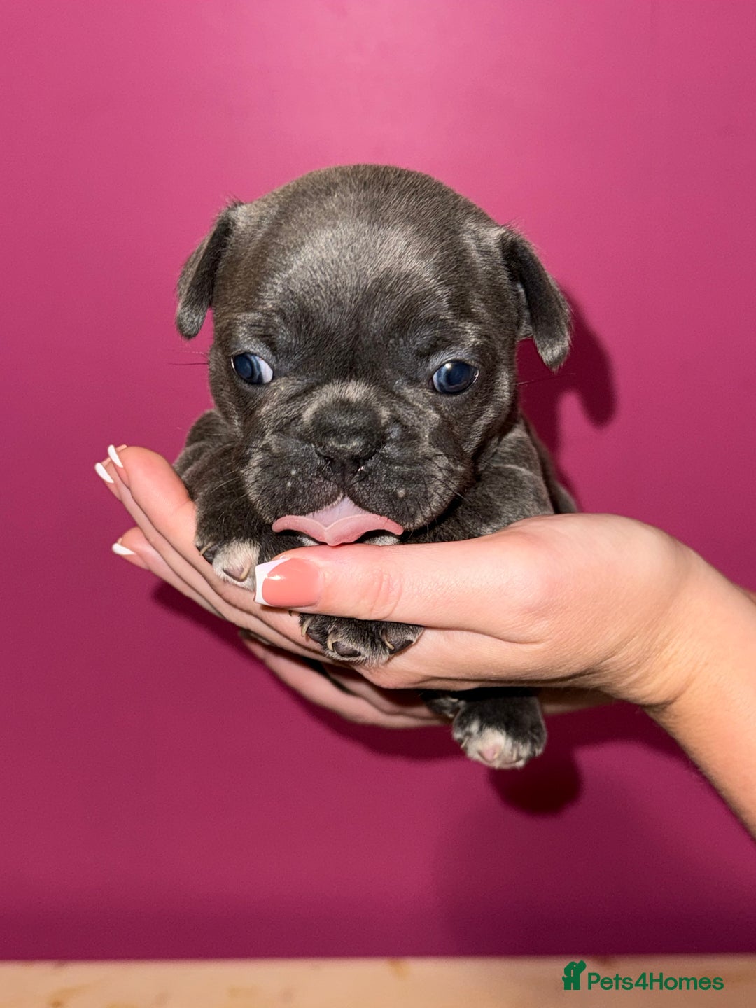 French Bulldog dogs for sale: 5 female French Bulldog –9 weeks old💙 🐾 - Advert 32