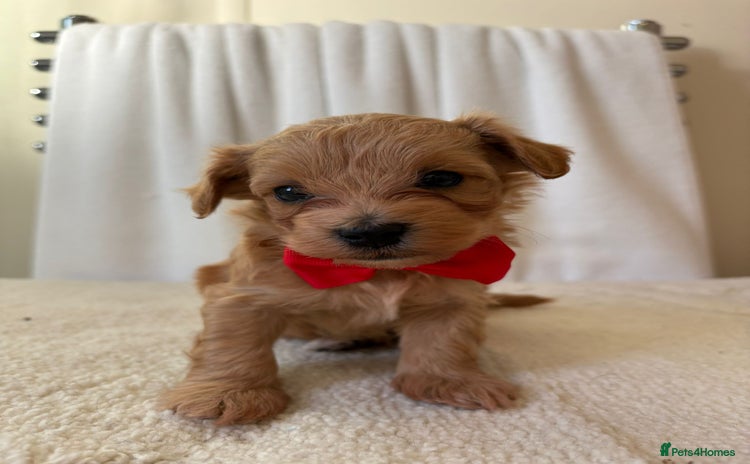 Maltipoo dogs - Advert 1