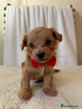 Maltipoo dogs - Advert 1