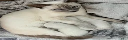 Siamese cats for sale: 1x Beautiful Seal Point Female Siamese Kitten - Advert 6