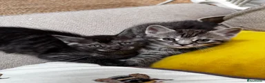 Paler Grey Tabby Girl 