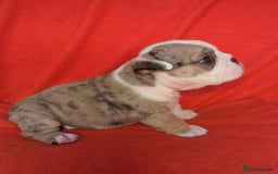 English Bulldog dogs for sale: Nine stunning bulldogs - Image 3