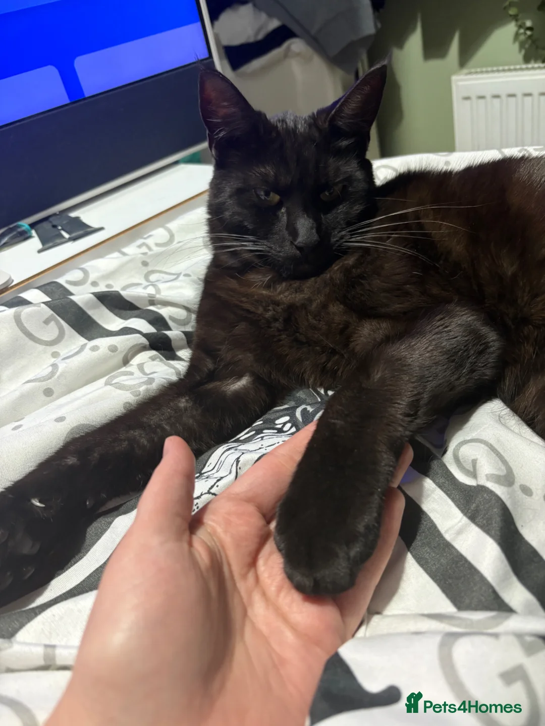 Maine Coon cats for sale: Maine Coon cross European Black Male Cat - Advert 13