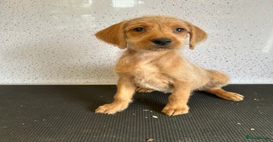 Mixed Breed dogs - Advert 3