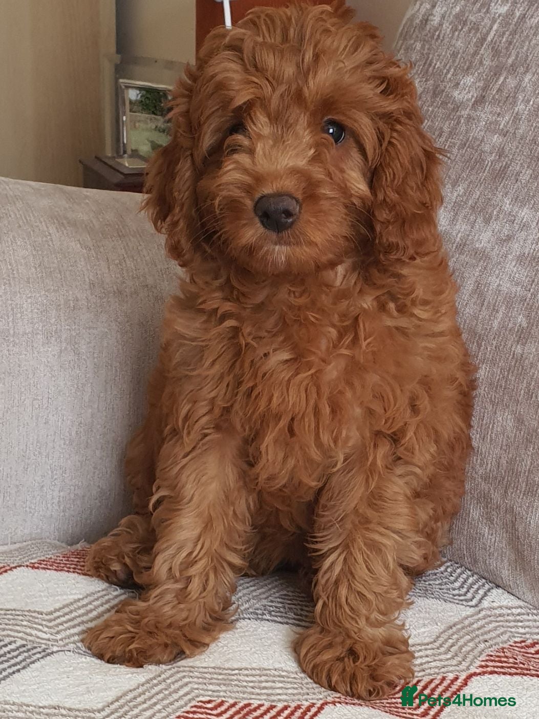 Mini Goldendoodle dogs READY..Red Mini Goldendoodles dna clear - Advert 1