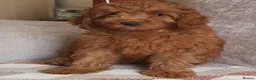 Mini Goldendoodle dogs for sale: READY..Red Mini Goldendoodles dna clear - Advert 1