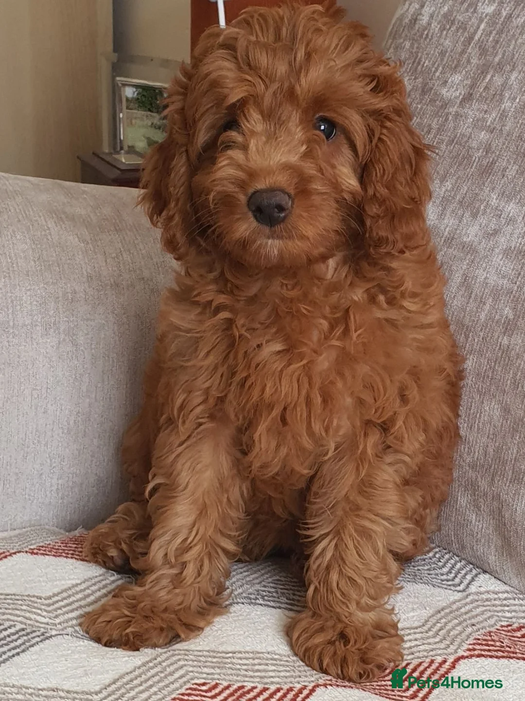 Mini Goldendoodle dogs for sale: READY..Red Mini Goldendoodles dna clear - Advert 1