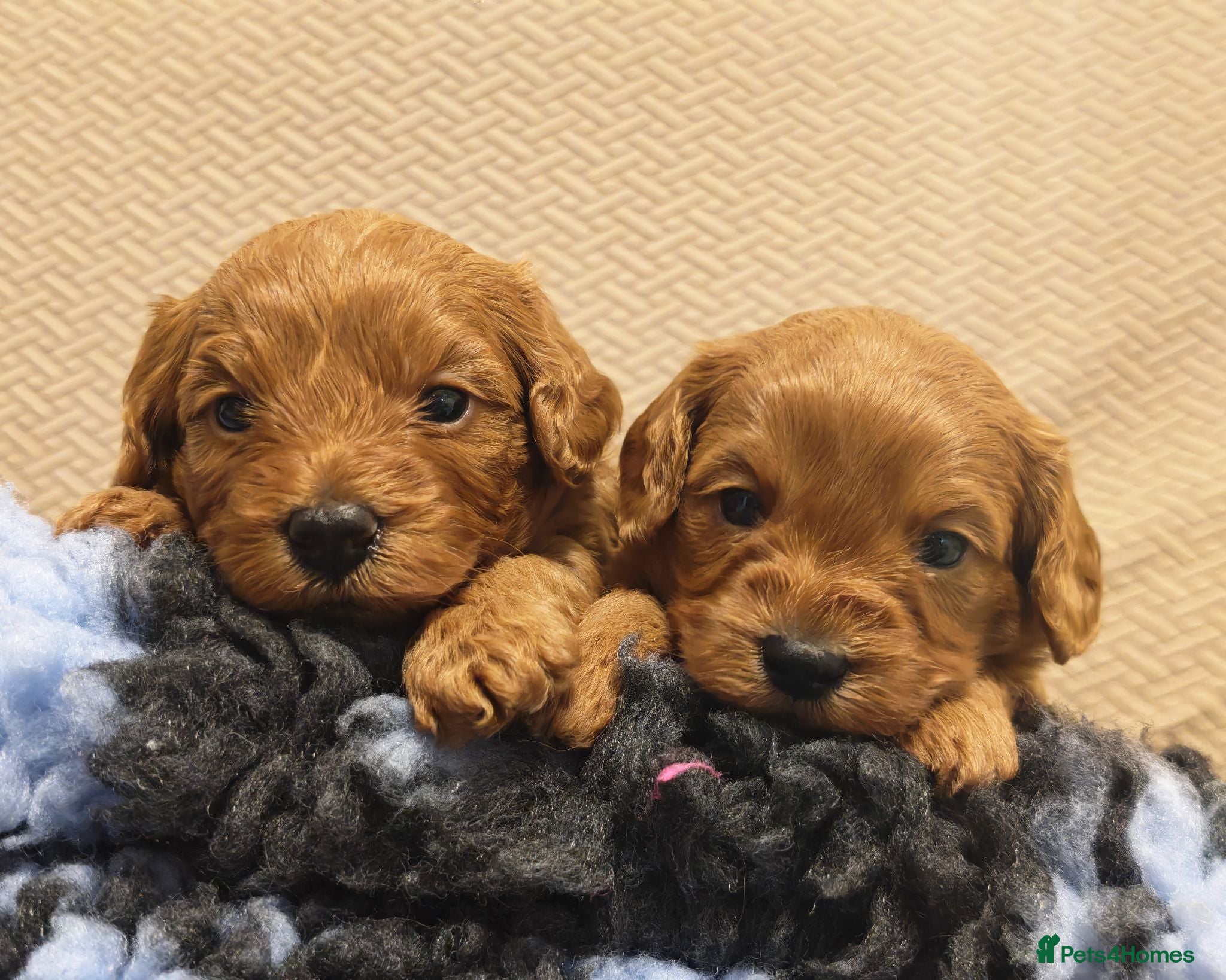 Cavapoo dogs Gorgeous Cavapoo Boy & Girl Available  - Advert 1