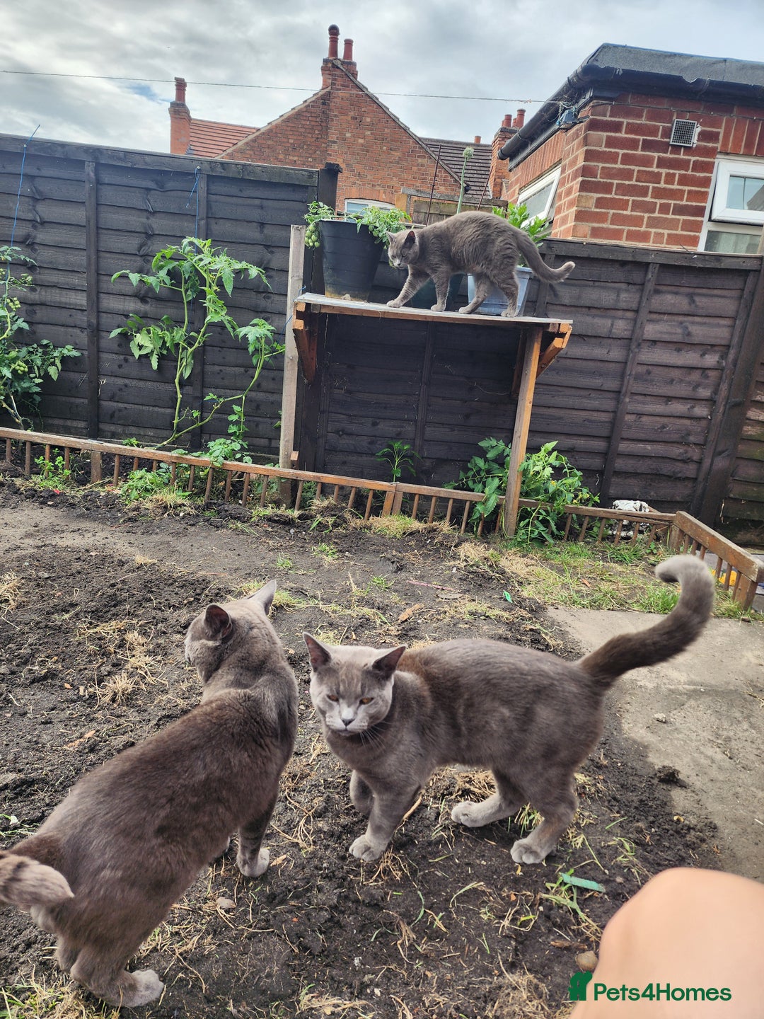 Mixed Breed cats for sale: British Shorthair mixed - Image 12