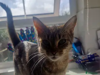 Mixed Breed cats Female Tabby cat - Advert 1