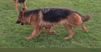 German Shepherd dogs - Advert 9