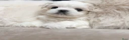 Maltese dogs for sale: Bambelina~ Simply The Best~ Korean Maltese in Stratford-upon-Avon - Advert 12