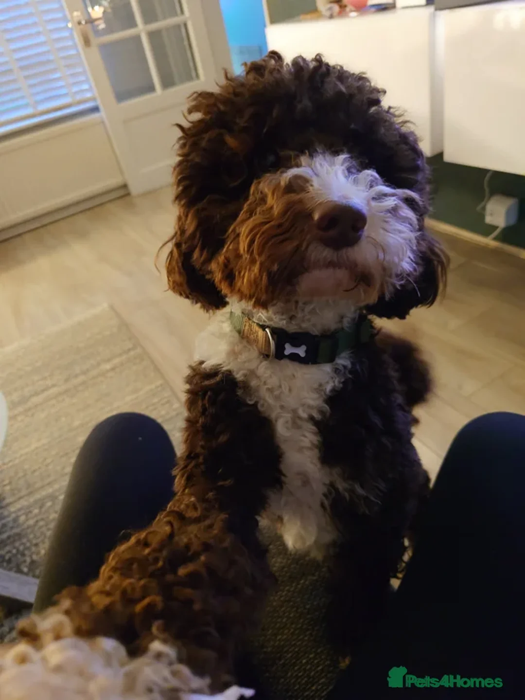 Poodle dogs for sale: Eddie looking forever home  - Advert 3