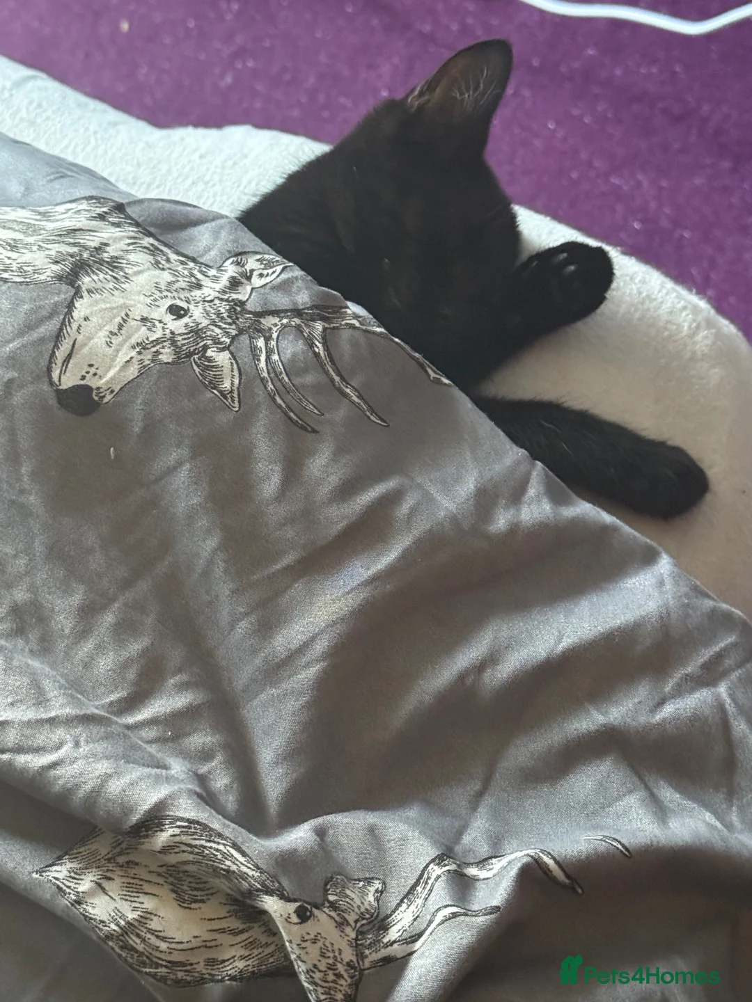 British Shorthair cats for sale: Beautiful girl in Felixstowe - Advert 5