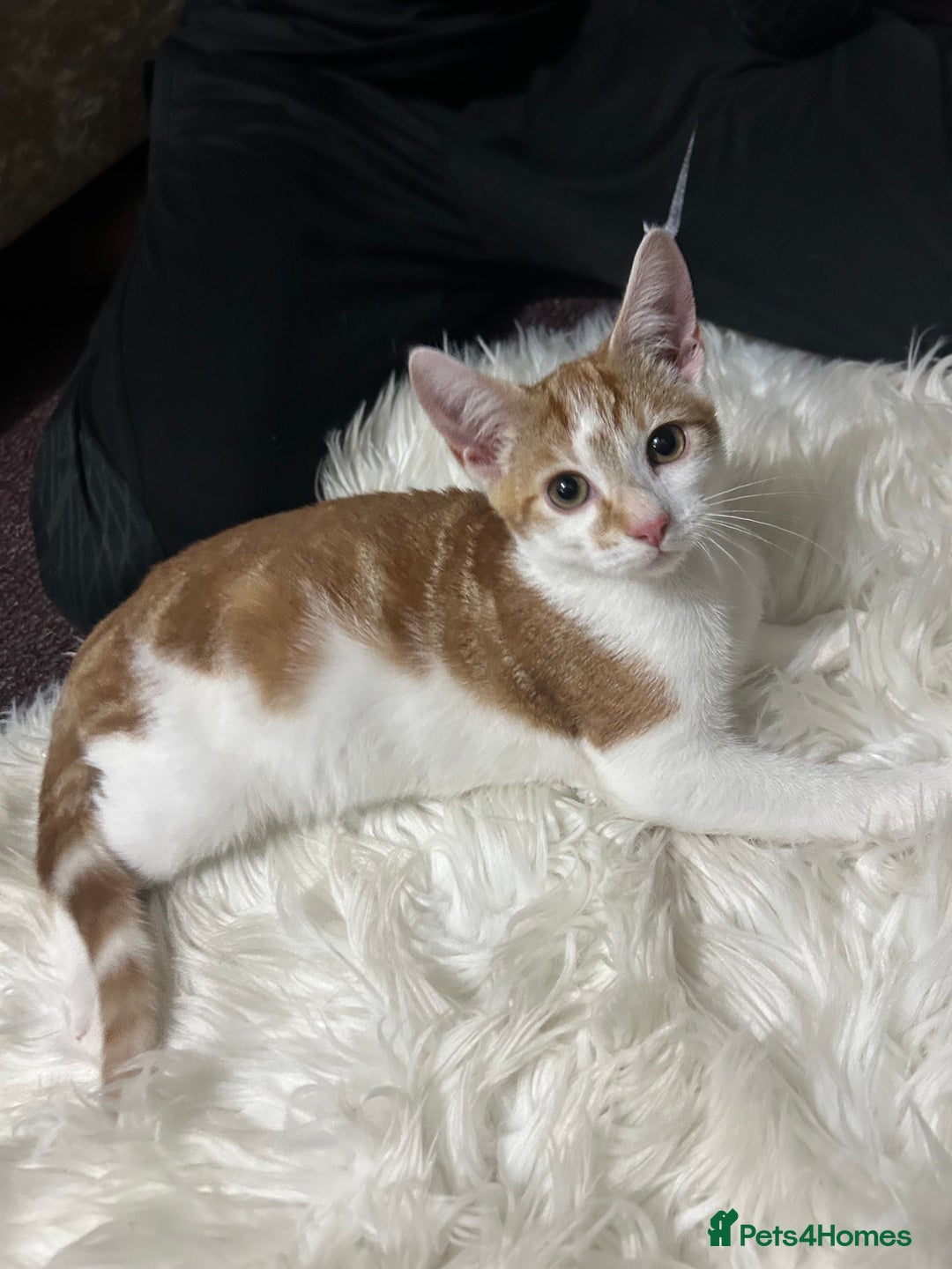 Toyger cats for sale: 3 beautiful toyger kittens ready to go!  - Advert 10