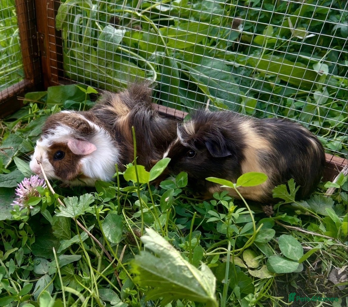 Guinea Pig rodents for sale: 2 Gorgeous Female Guinea Pigs  - Advert 1