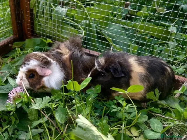 Guinea Pig rodents for sale: 2 Gorgeous Female Guinea Pigs - Advert 1