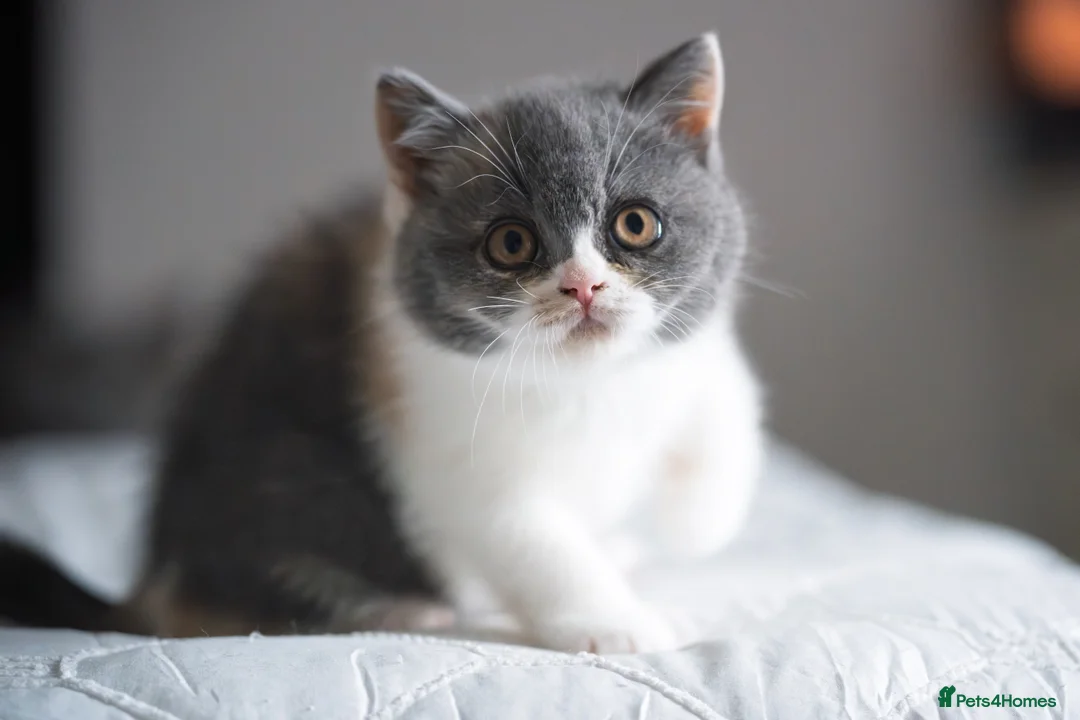 British Shorthair cats for sale: GCCF and TICA Registered -Show Quality BSH. - Advert 7