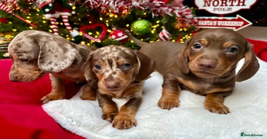 Miniature Dachshund dogs Mini Dachshund KC Reg -  ONLY 3 MALE PUPS LEFT!  - Advert 15