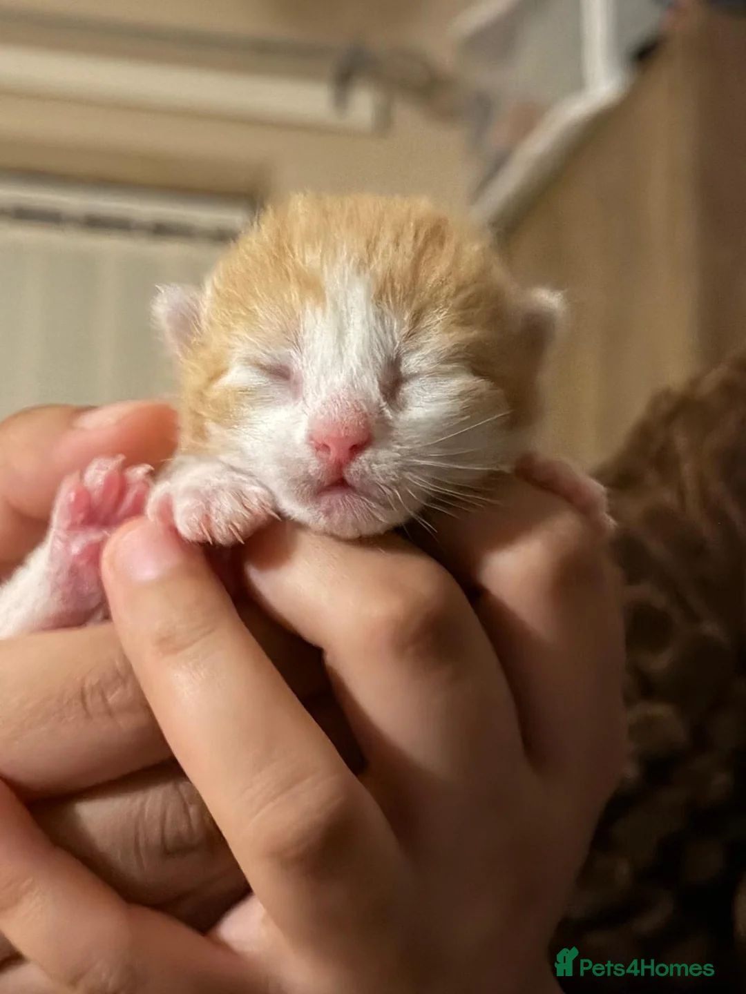 Mixed Breed cats for sale: 5 beautiful kittens looking for there forever home in Bolton - Advert 9