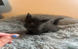 Bengal cats for sale: British shorthair kittens  - Image 9
