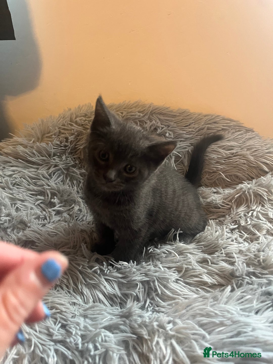 Bengal cats for sale: British shorthair kittens  - Image 9