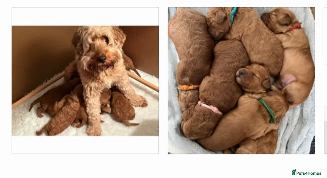 Cockapoo dogs for stud: F1 cocapoo well Proven extensively health tested in Bromley - Advert 32