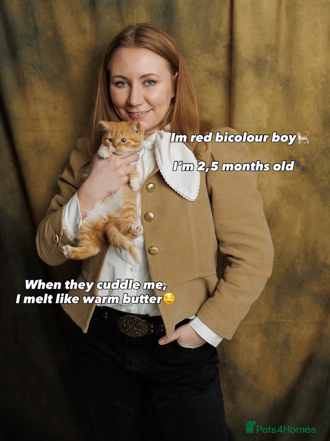 British Shorthair cats for sale: British Short and Long Hair  - Image 38