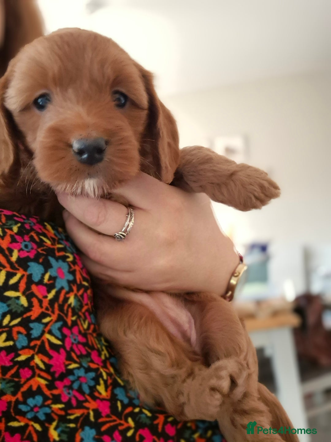 Cockapoo dogs for sale: Cockapoo pups for sale - Image 7
