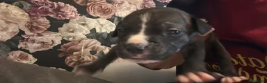 Brindleboy 1