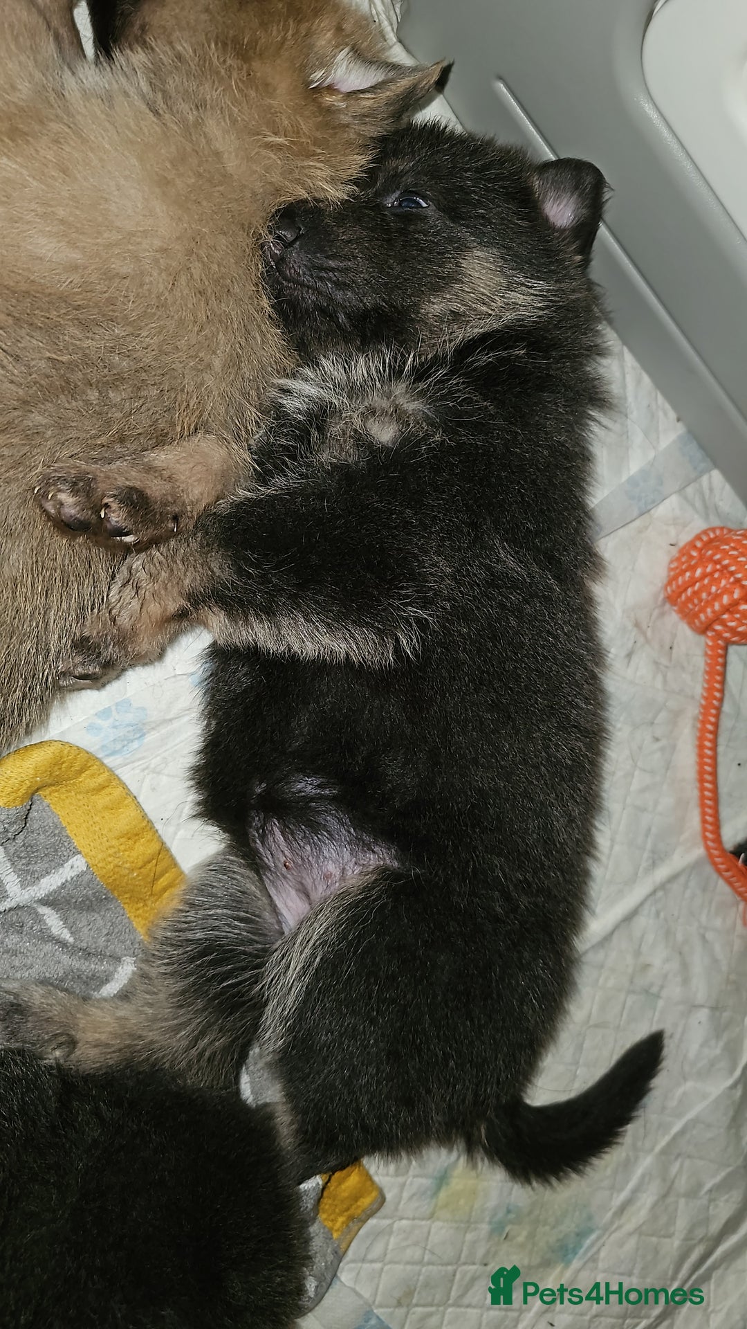 German Shepherd dogs for sale: 9 beautiful pure bred German Shepherd puppies - Advert 21