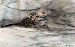 Bengal cats for sale: 🏡Gorgeous Bengal Kittens–Ready for Reservation 🐾 - Image 14