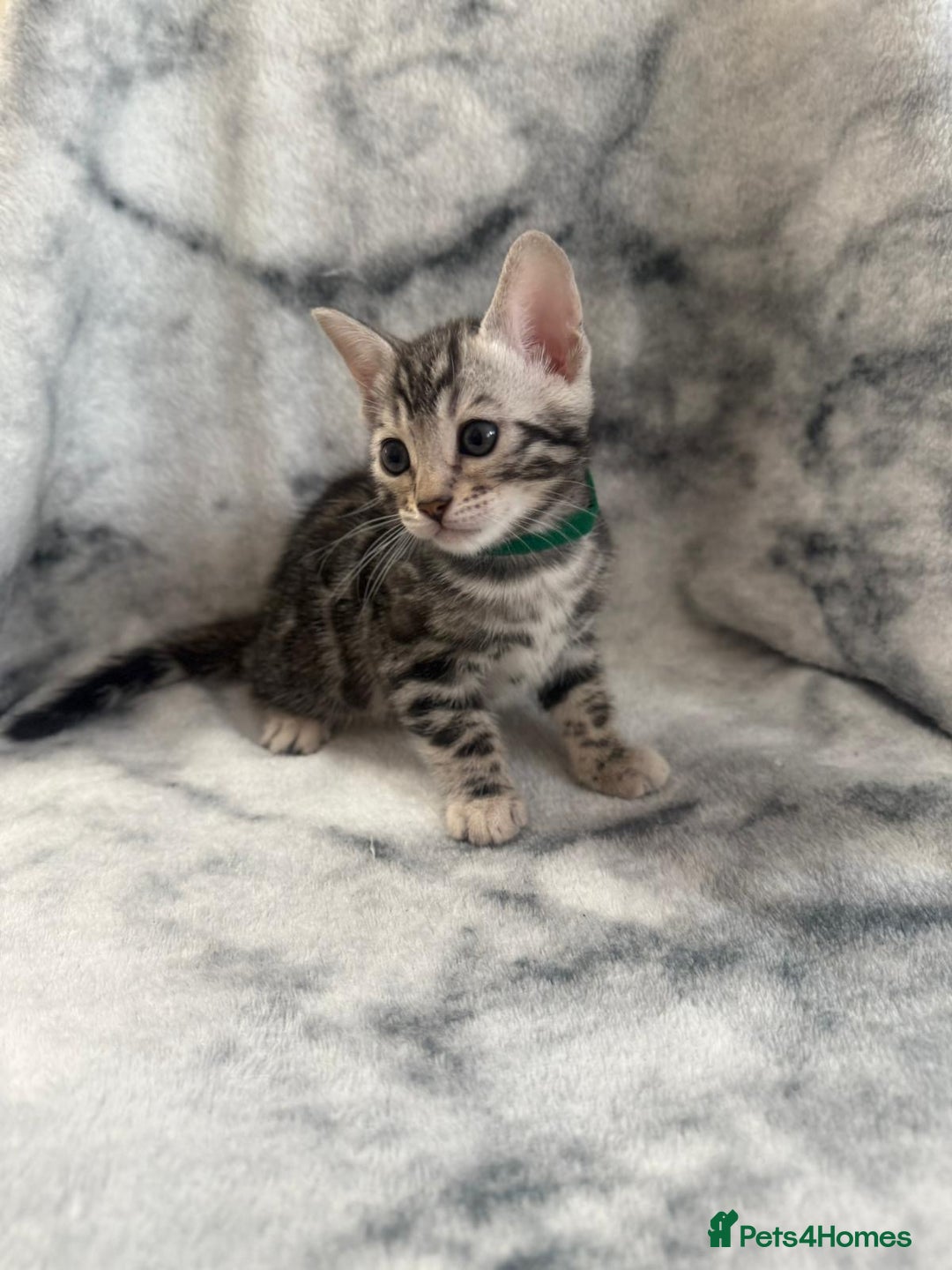 Bengal cats for sale: 🏡Gorgeous Bengal Kittens–Ready for Reservation 🐾 - Image 14