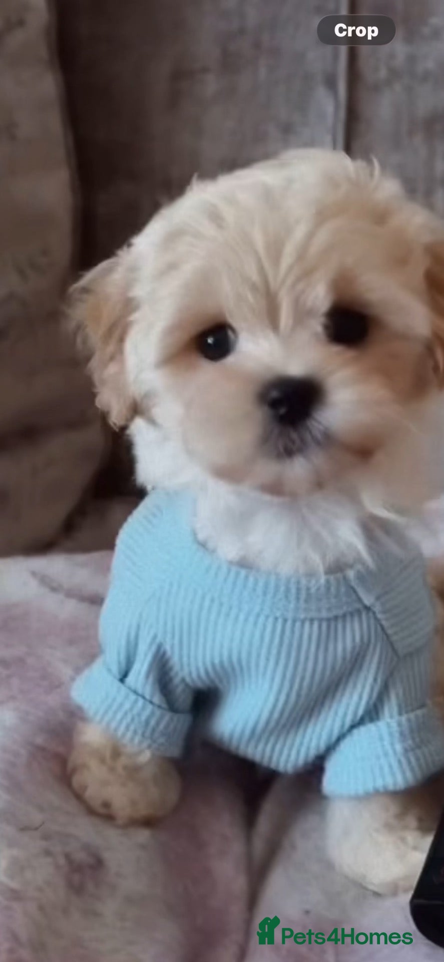 Maltipoo dogs for sale: Maltipoo - Advert 3