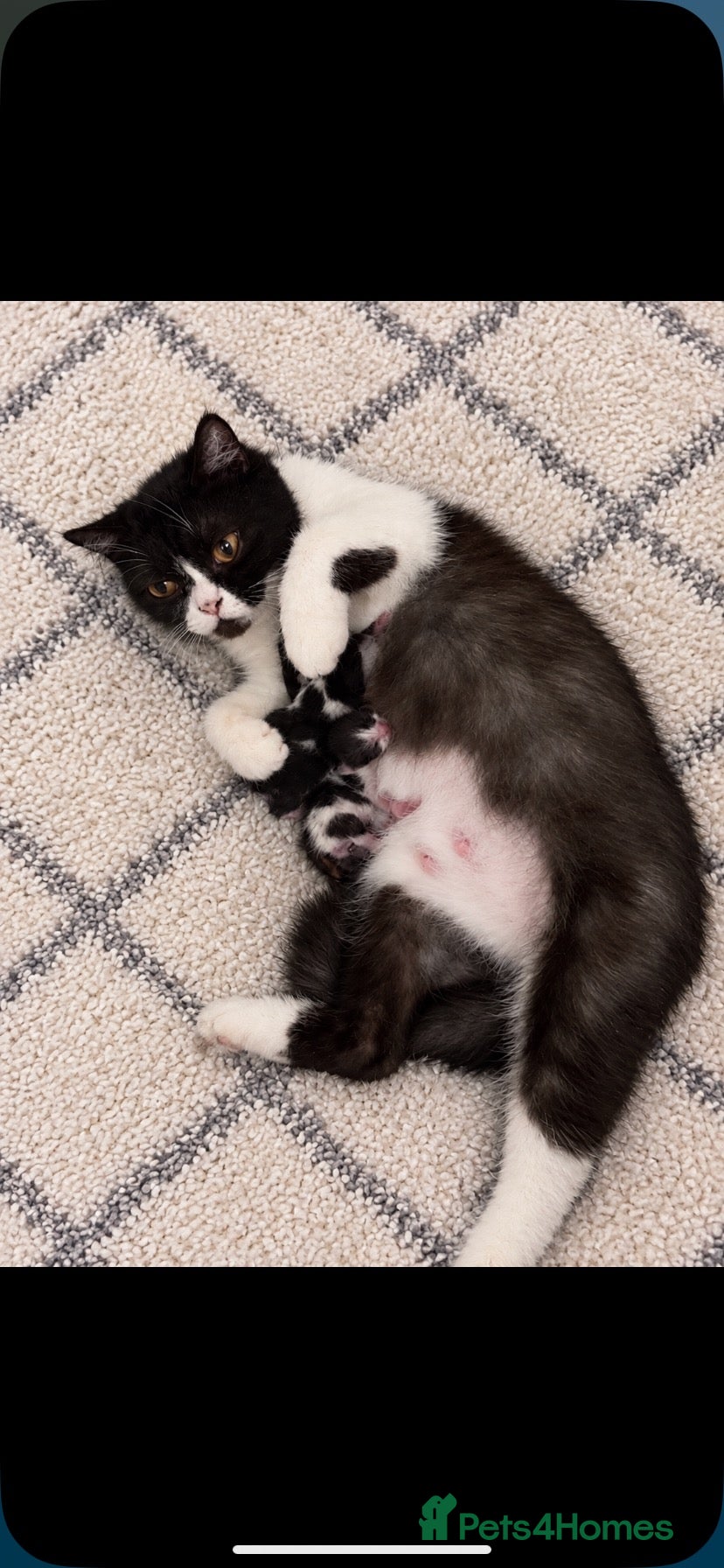 Mixed Breed cats British shorthair x kittens READY NOW - Advert 1