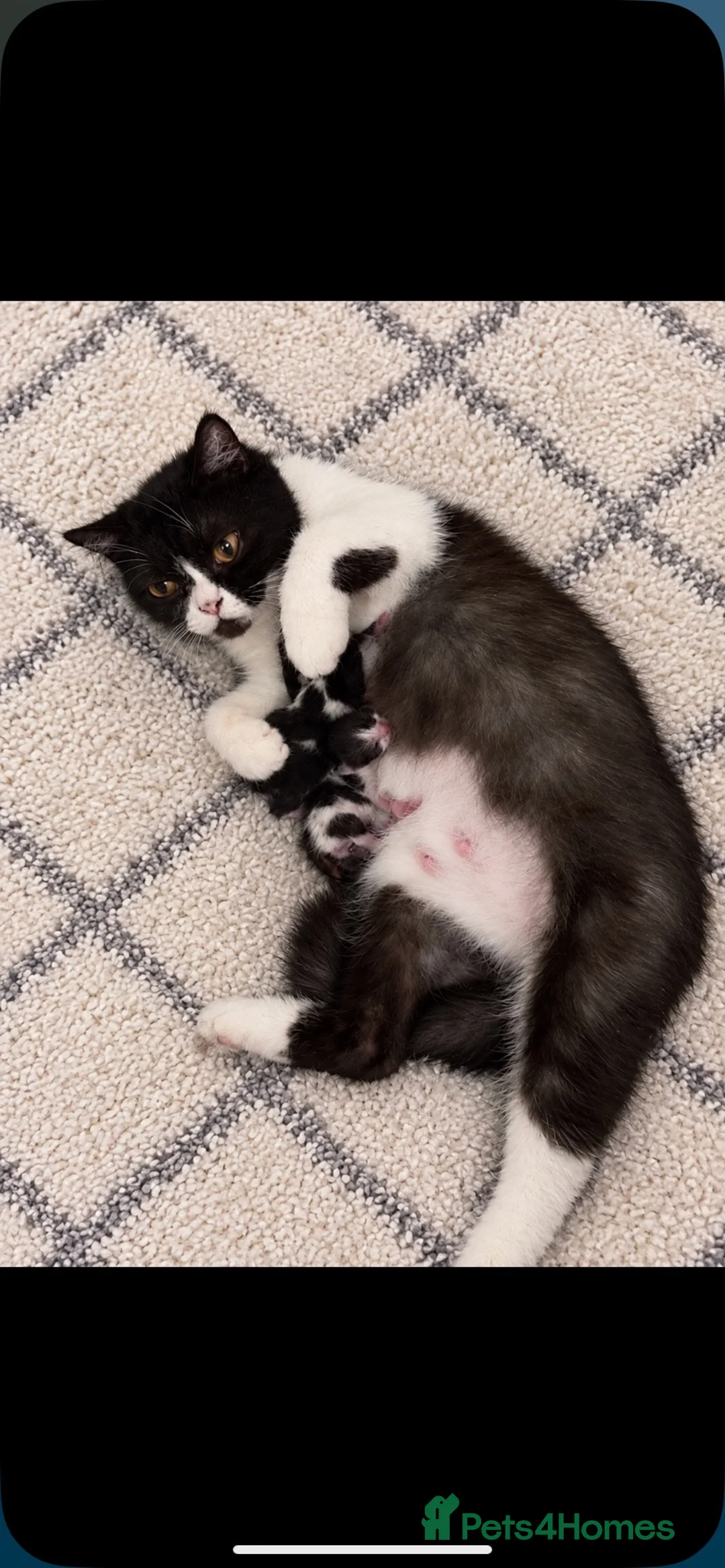 Mixed Breed cats for sale: British shorthair x kittens READY NOW - Advert 1