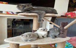 Scottish Fold cats for sale: Scottish fold adorable kitties 🐾  - Image 13