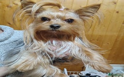 Yorkshire Terrier dogs for sale: 💝Beautiful Miniature Babies from 250g💝 - Image 29