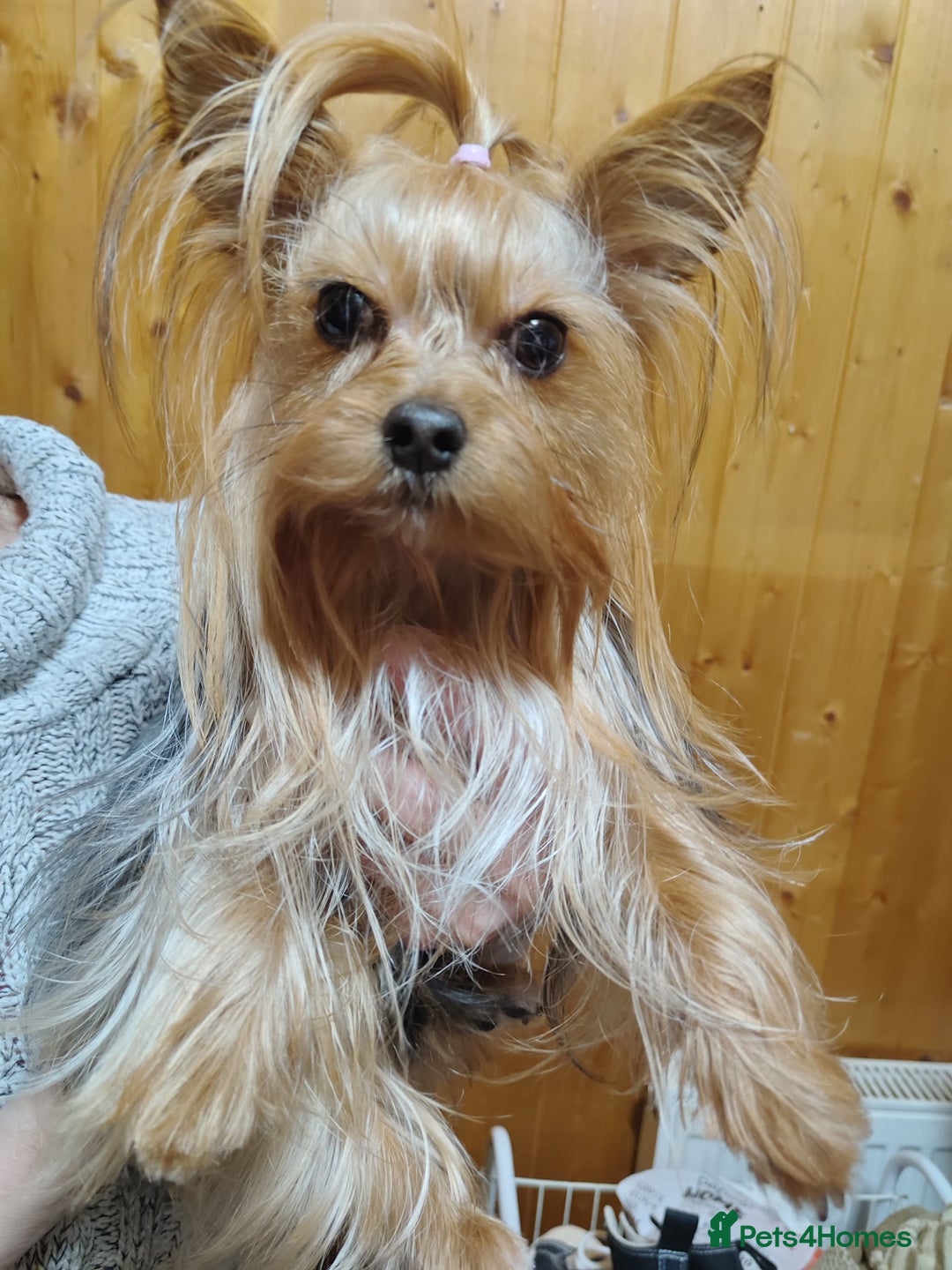 Yorkshire Terrier dogs for sale: 💝Beautiful Miniature Babies from 250g💝 - Image 29
