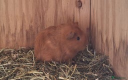 Guinea Pig rodents for sale: Funky male baby Guinea Pigs  - Image 9